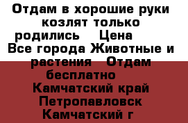 Отдам в хорошие руки козлят.только родились. › Цена ­ 20 - Все города Животные и растения » Отдам бесплатно   . Камчатский край,Петропавловск-Камчатский г.